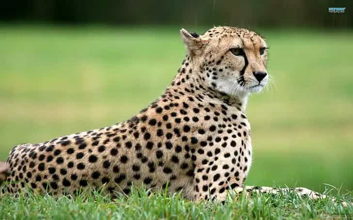 a cheetah sitting in a field